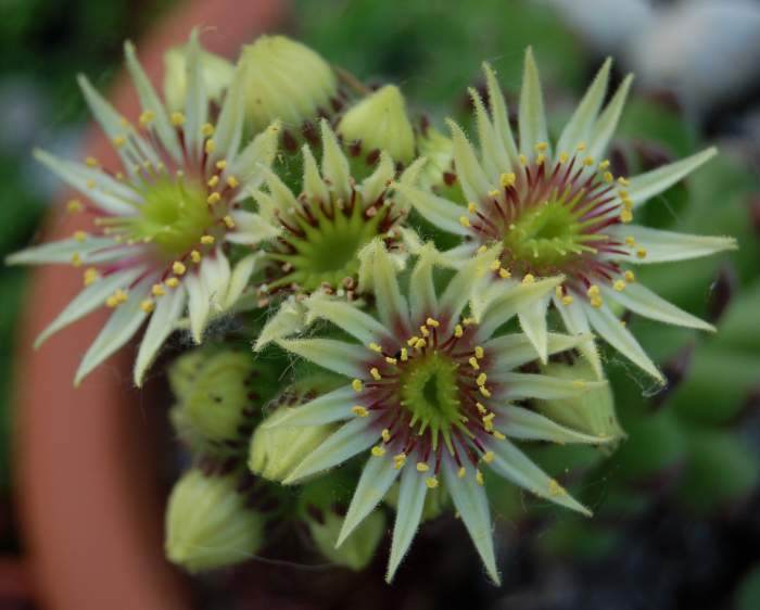 Sempervivum Dachwurz Hauswurz